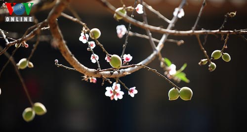 Ethnic minority in Moc Chau enjoy spring